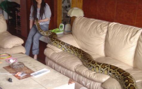美女子捡回沙发使用数月竟不知里面藏有蟒蛇